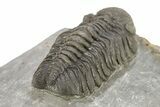 Prone Morocops Trilobite - Ofaten, Morocco #273419-4